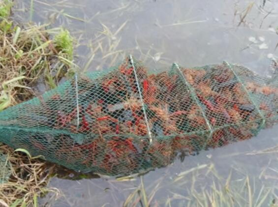 龙虾养殖技术 龙虾养殖需要什么条件 龙虾养殖一亩投资成本